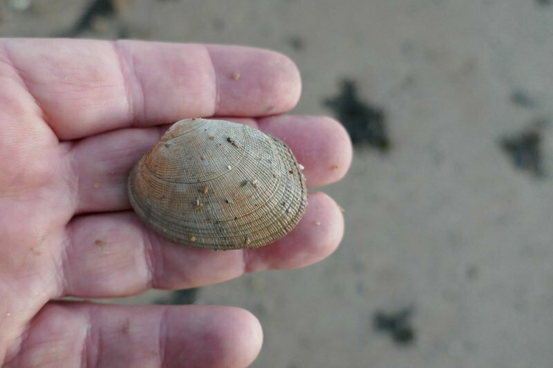 grooved carpet shell from La Landriais, 35 Le MinihicsurRance, France