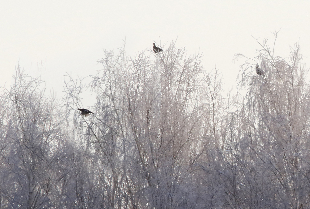 Black Grouse In January 2024 By INaturalist   Large 