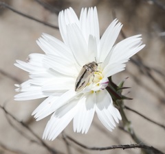 Acmaeodera latiflava latiflava