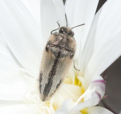 Acmaeodera latiflava latiflava