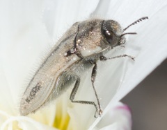 Acmaeodera latiflava latiflava