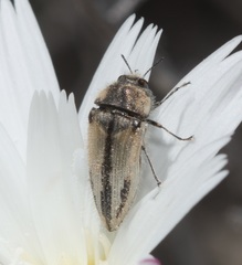 Acmaeodera latiflava latiflava