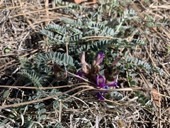 Astragalus gilensis