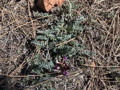 Astragalus gilensis