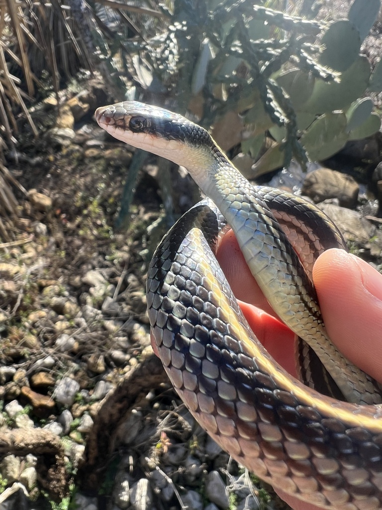 Texas Patch-nosed Snake From SH-16 N, San Antonio, TX, US On January 5 ...