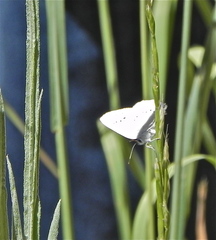 Satyrium sylvinus