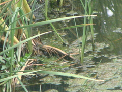 Sporophila torqueola