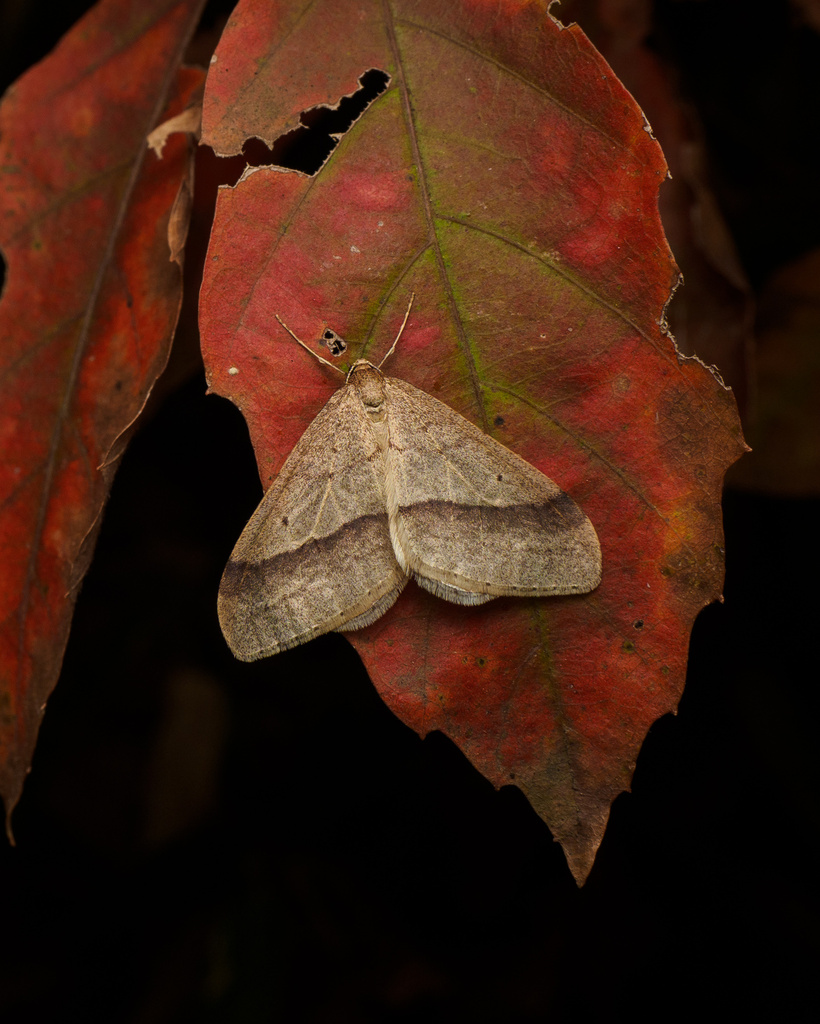 Operophtera rectipostmediana
