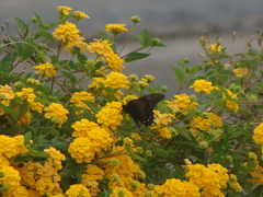 Heraclides rogeri pharnaces