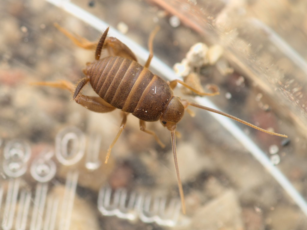 Myrmecophilus gallicus