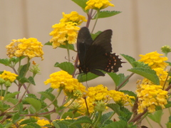 Heraclides rogeri pharnaces