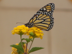 Danaus plexippus