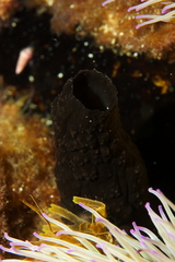 Black Sea-Squirt photo 3