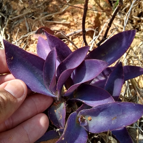 Foto de Trapoeraba-roxa