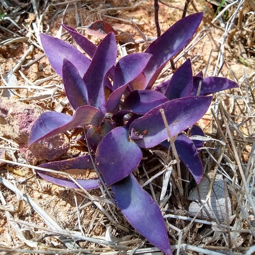 Foto de Trapoeraba-roxa