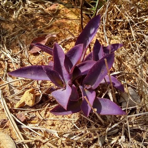 Foto de Trapoeraba-roxa