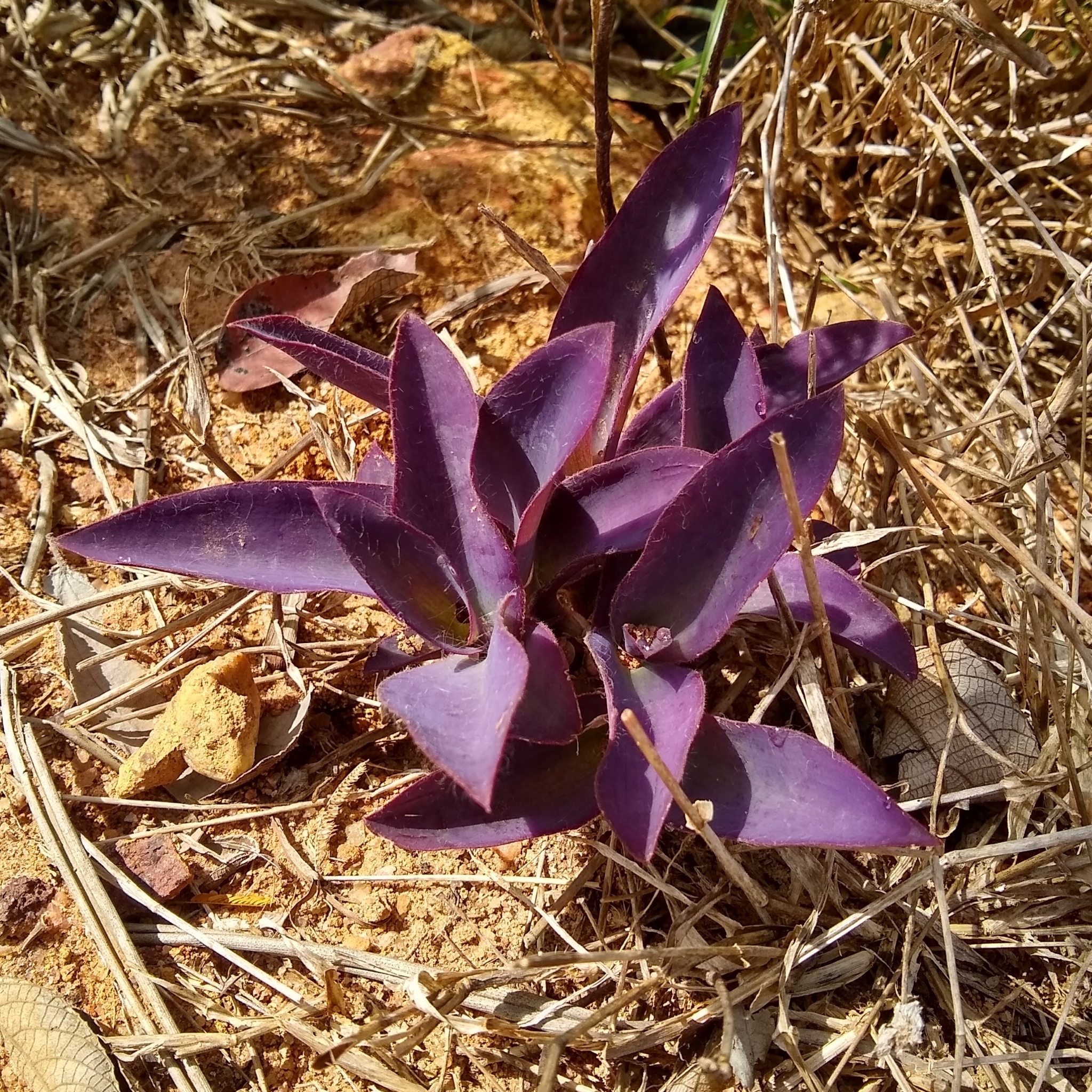 Imagem de Trapoeraba-roxa