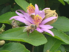 Apis mellifera