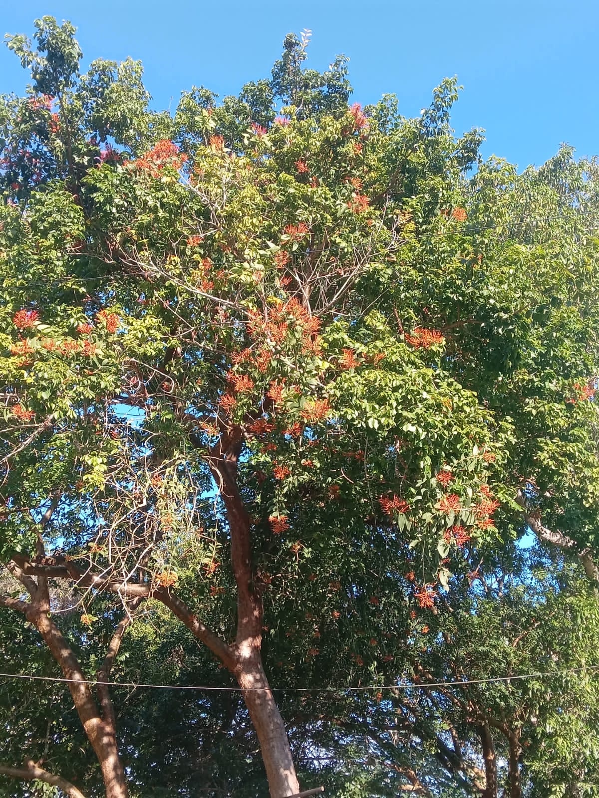 Imagem de Tulipeira-do-gabão