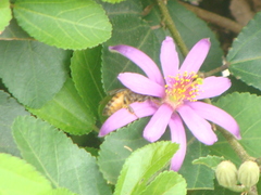 Apis mellifera