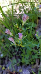 Collinsia sparsiflora