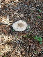 Chlorophyllum rhacodes