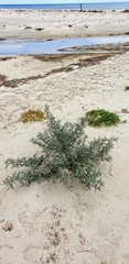 Atriplex cinerea