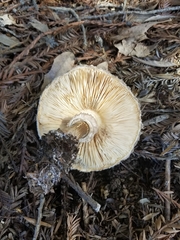 Chlorophyllum rhacodes