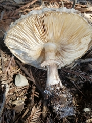 Chlorophyllum rhacodes