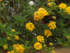 Heraclides rogeri pharnaces