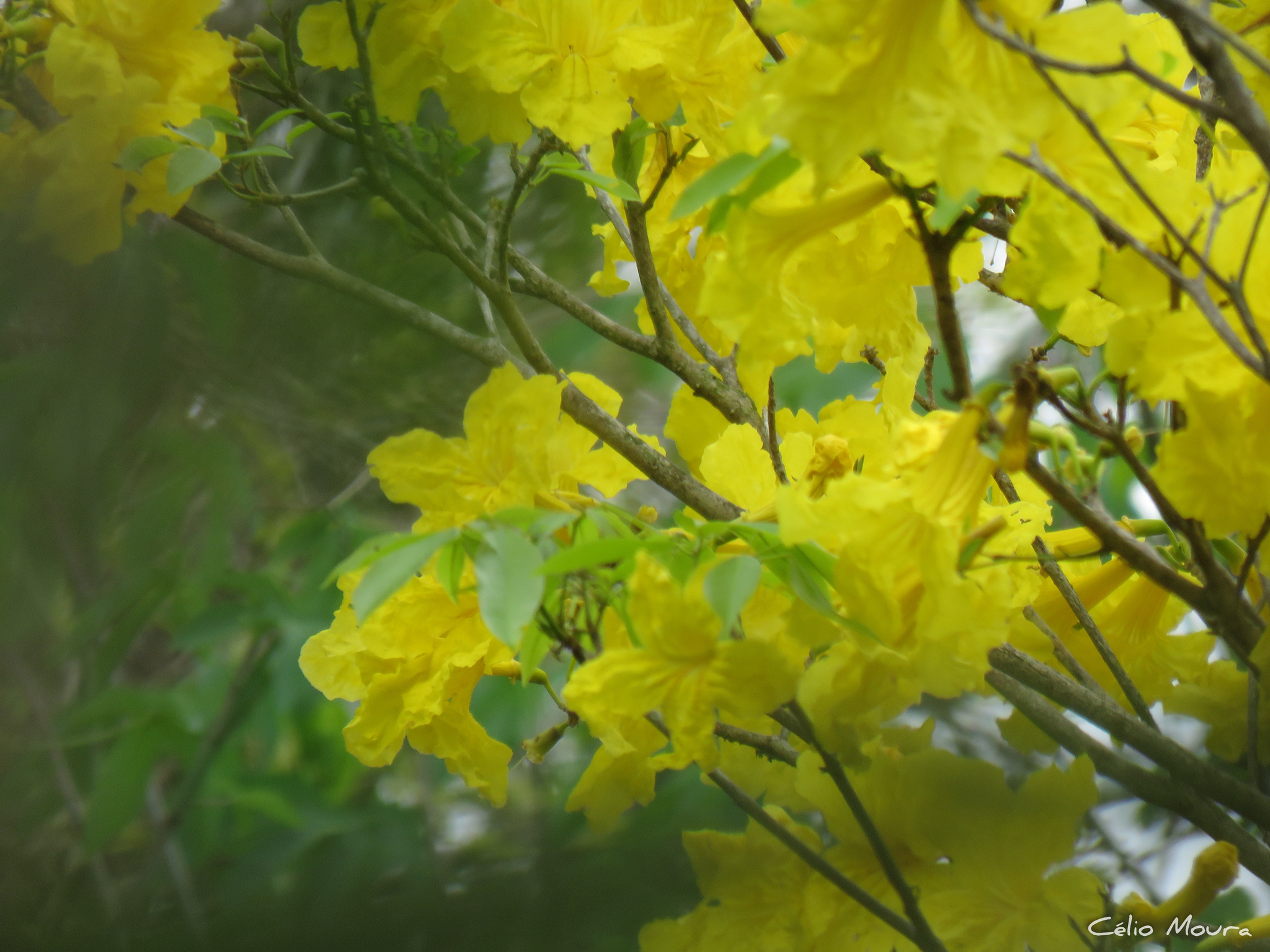 Imagem de Ipê-amarelo