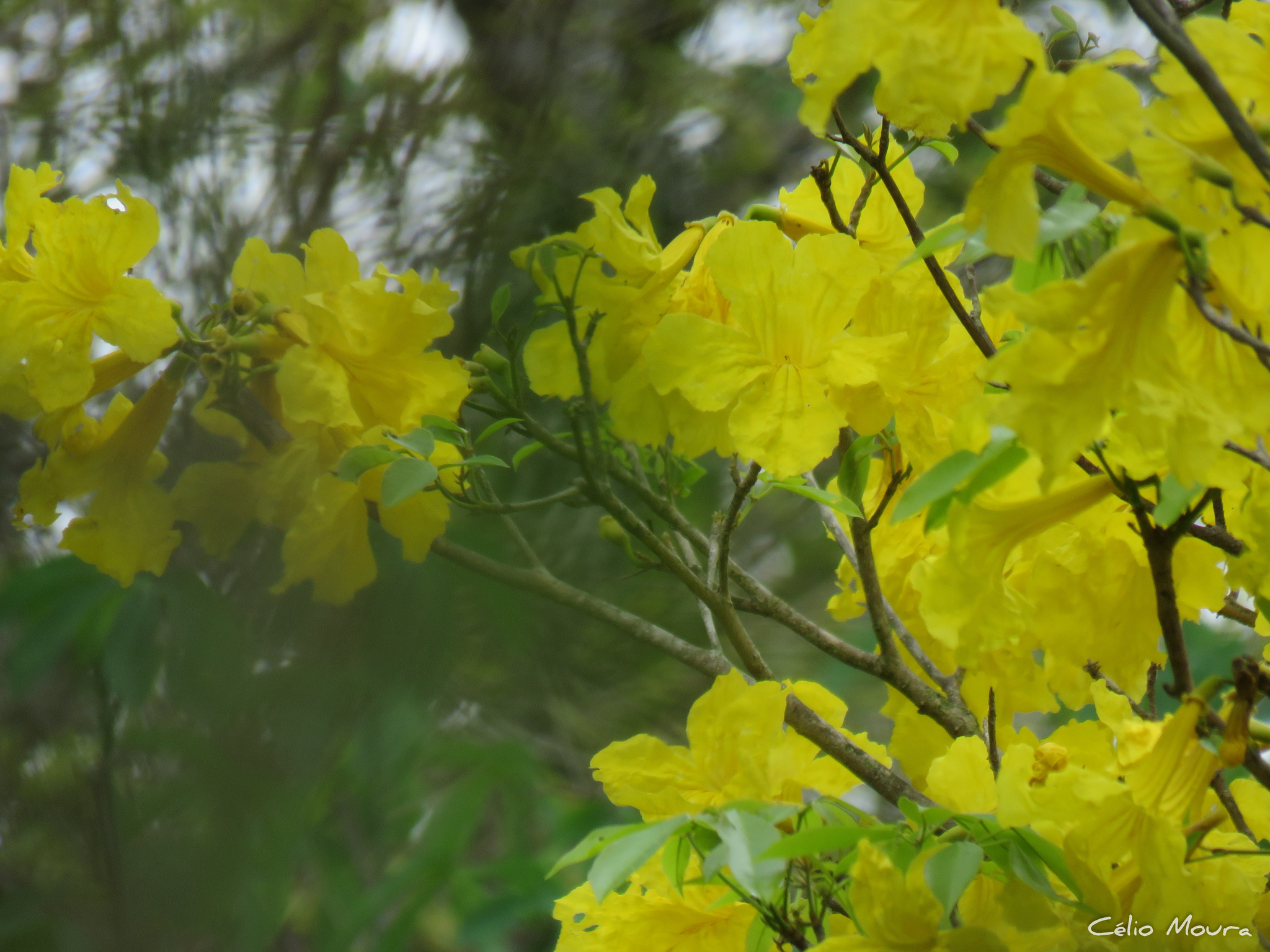 Imagem de Ipê-amarelo