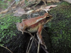 Incilius canaliferus