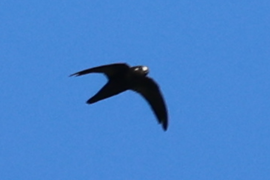 Spot-fronted Swift (Cypseloides cherriei) photo
