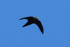 Spot-Fronted Swift photo 1