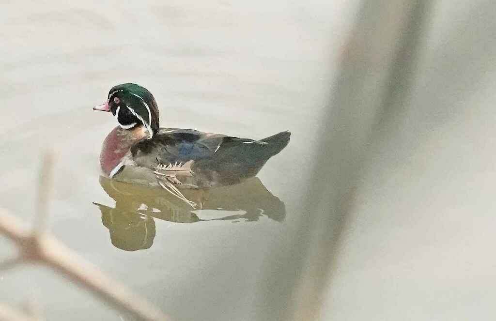 Wood Duck From Cambridge ON Canada On January 4 2024 At 03 40 PM By   Large 