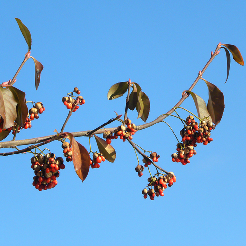 Euonymus fortunei