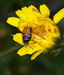 Cryptocephalus rugicollis