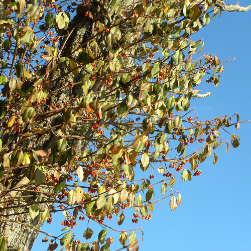 Euonymus fortunei