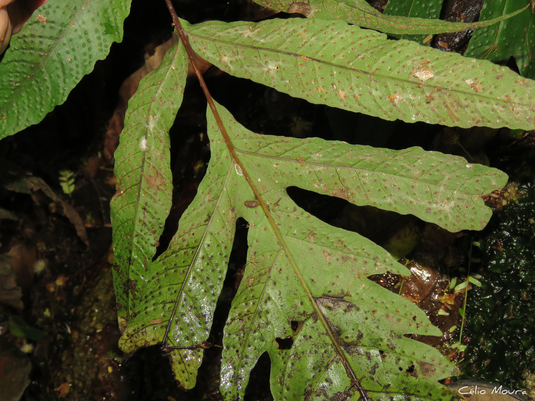 Tectaria incisa