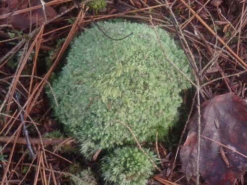 Image of White Moss (Leucobryum albidum) by no rights reserved