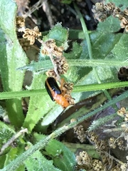 Phyllobrotica limbata