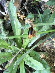 Phyllobrotica limbata