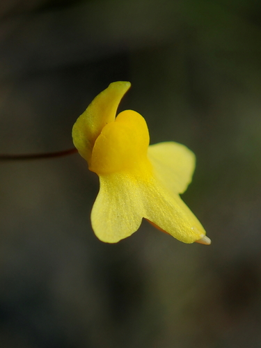 Zigzag Bladderwort