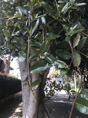 Figueira-benjamim