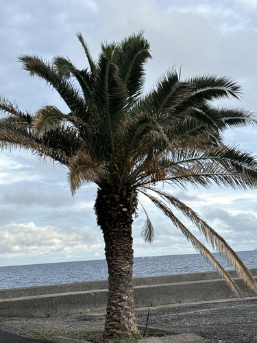 Palmeira-das-canárias