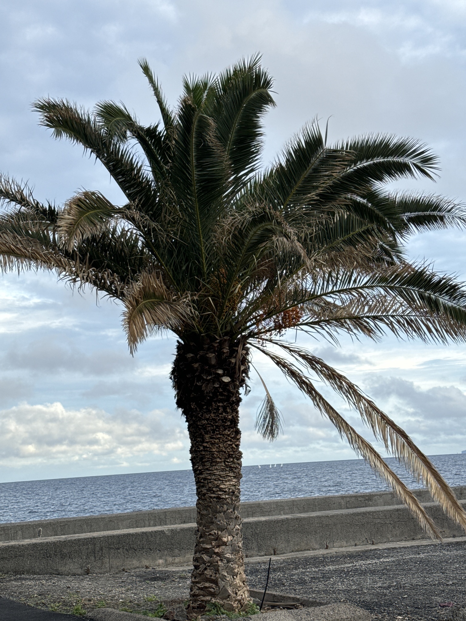Imagem de Palmeira-das-canárias