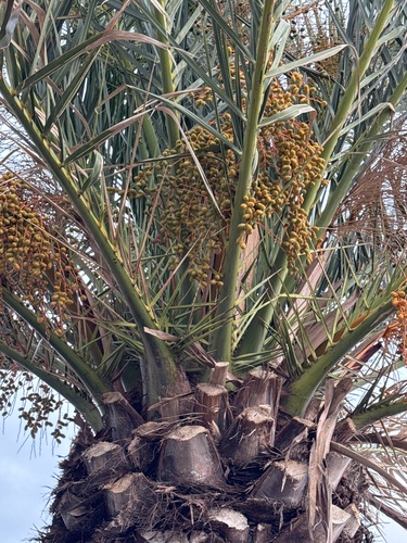 Foto de Palmeira-das-canárias