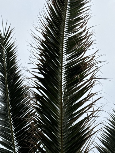 Foto de Palmeira-das-canárias
