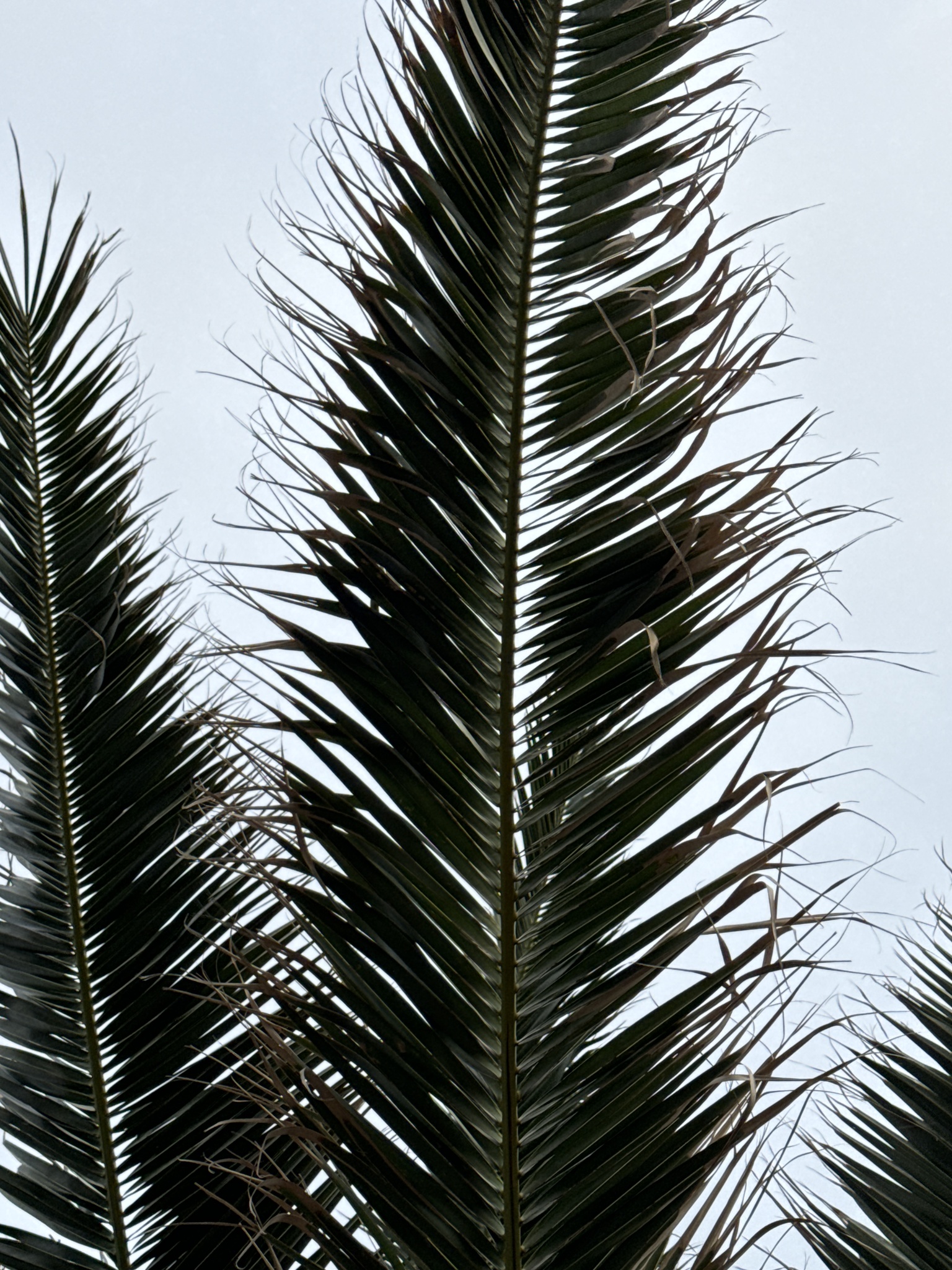 Imagem de Palmeira-das-canárias